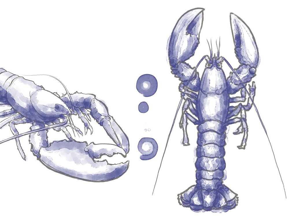 Mr et Mme Homard