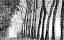 forêt au crayon