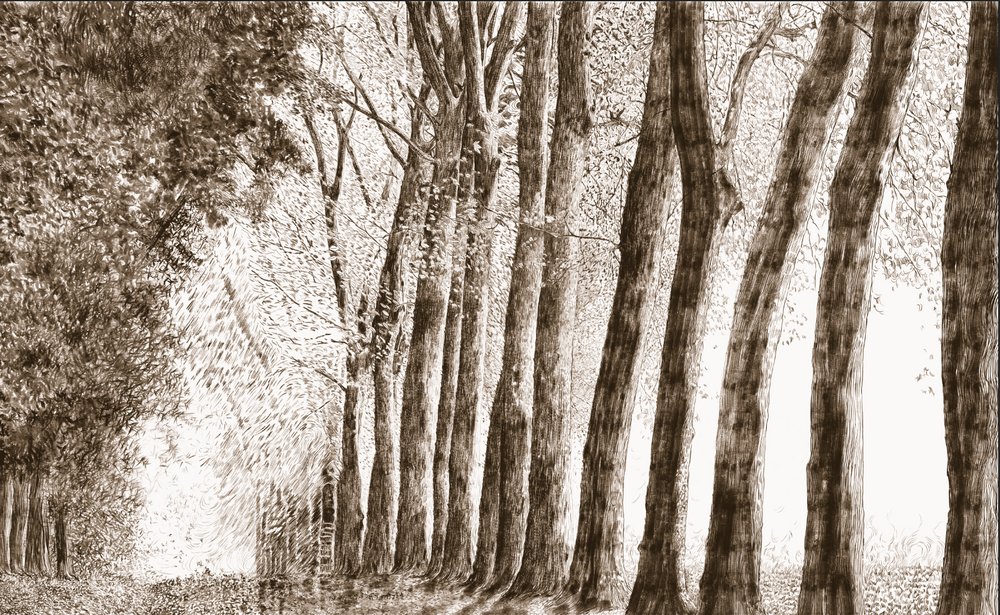 forêt au crayon sepia