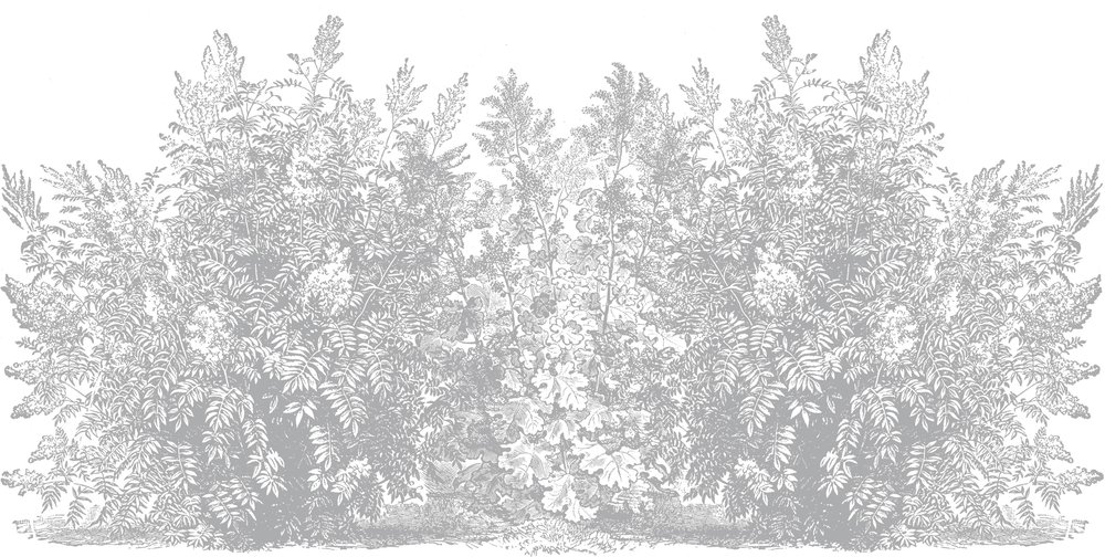 grey bush wallpaper on white background