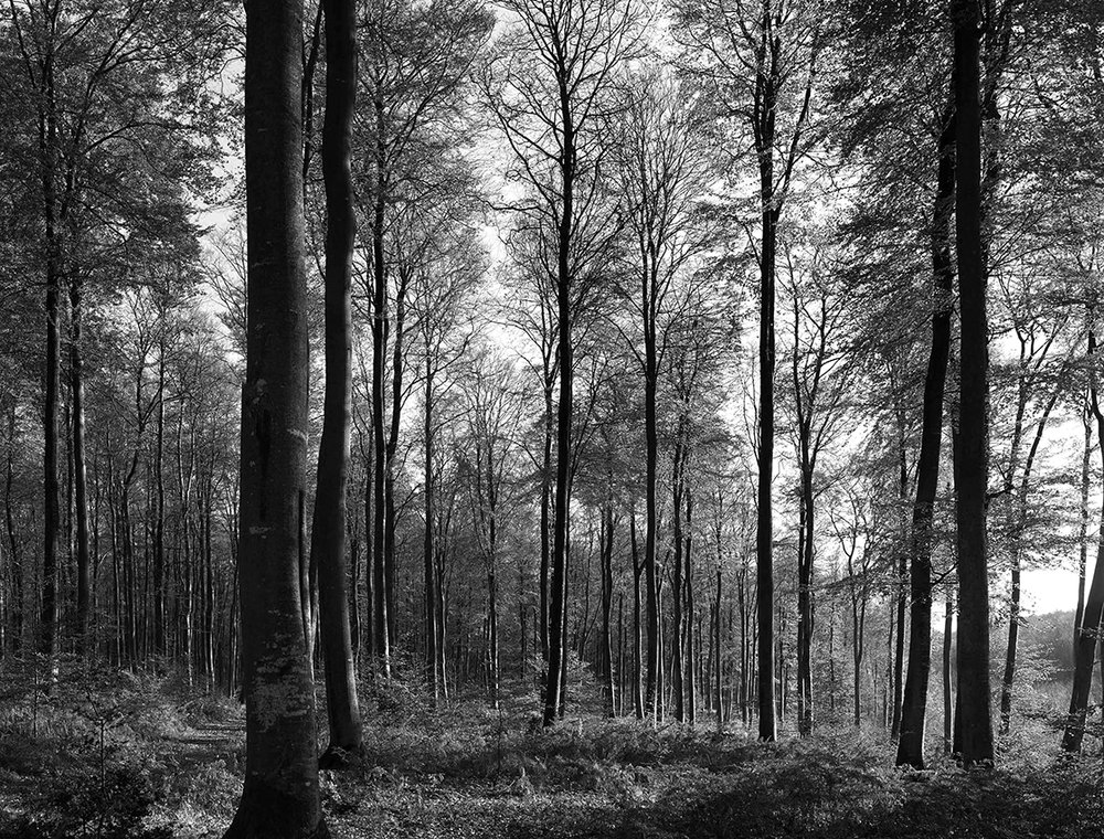 forêt 4 noir & blanc