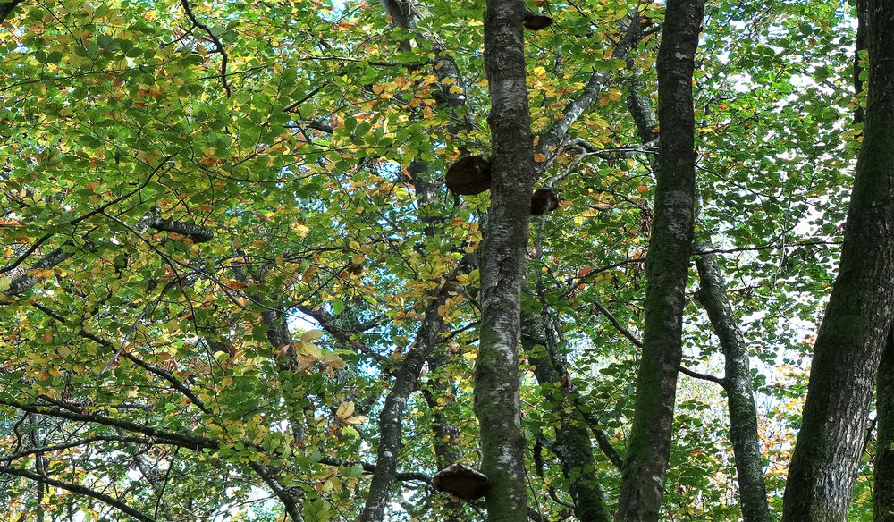 Forêt 7 - Couleurs d'Automne