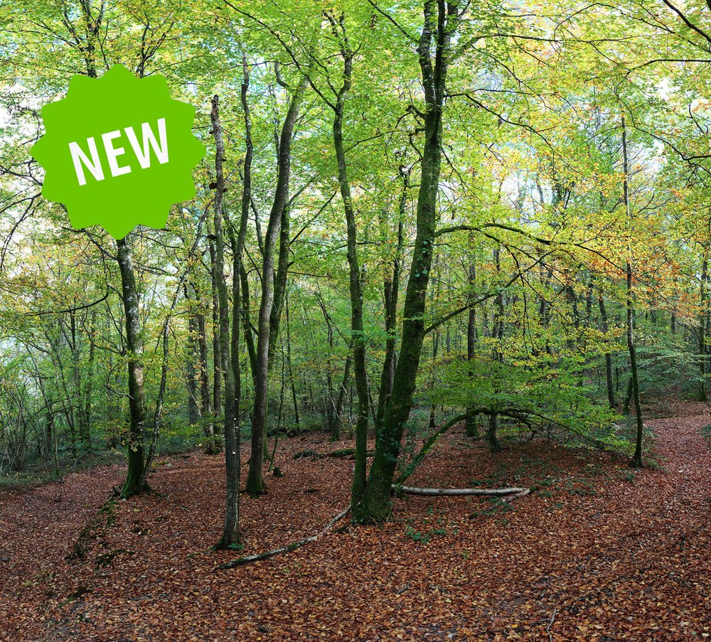 Forêt 7 - Couleurs d'Automne