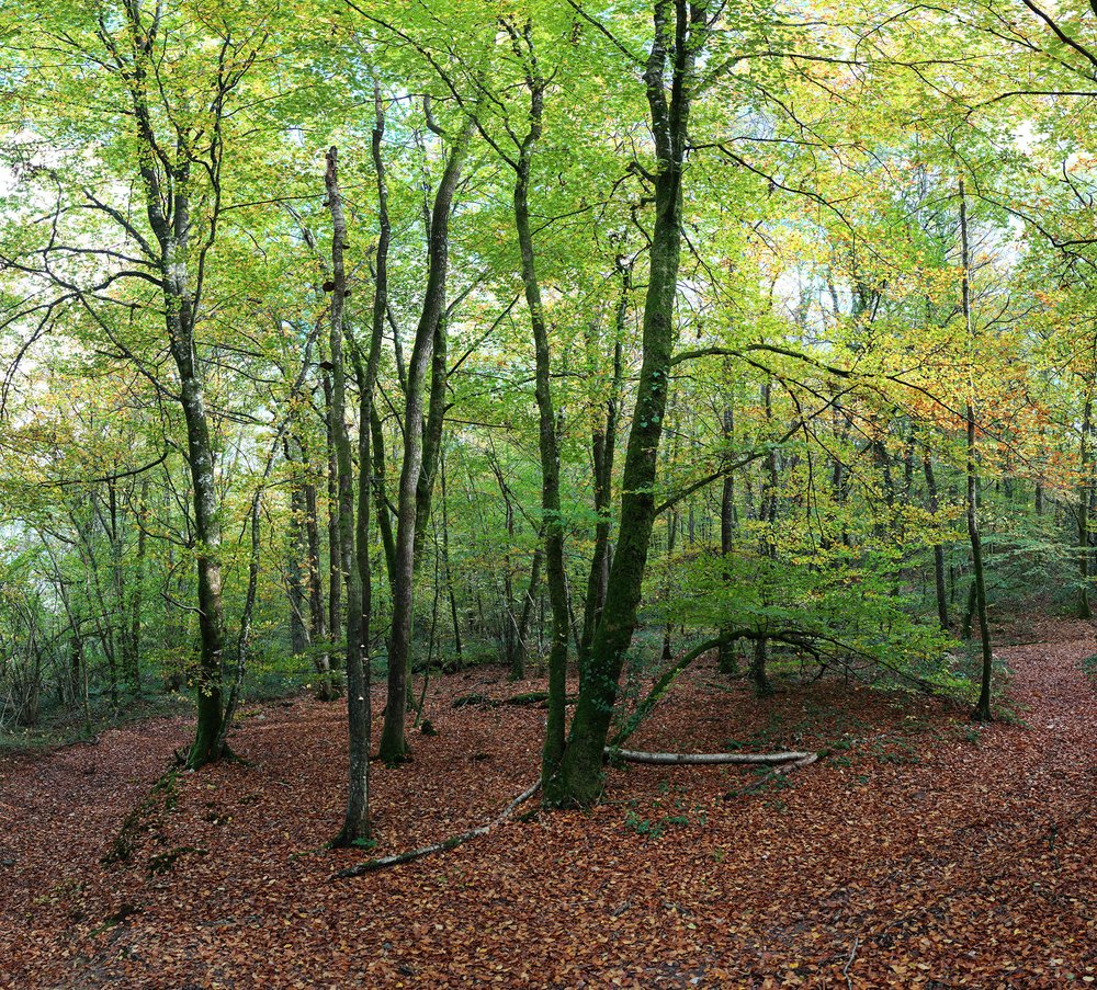 Forêt 7 - Couleurs d'Automne