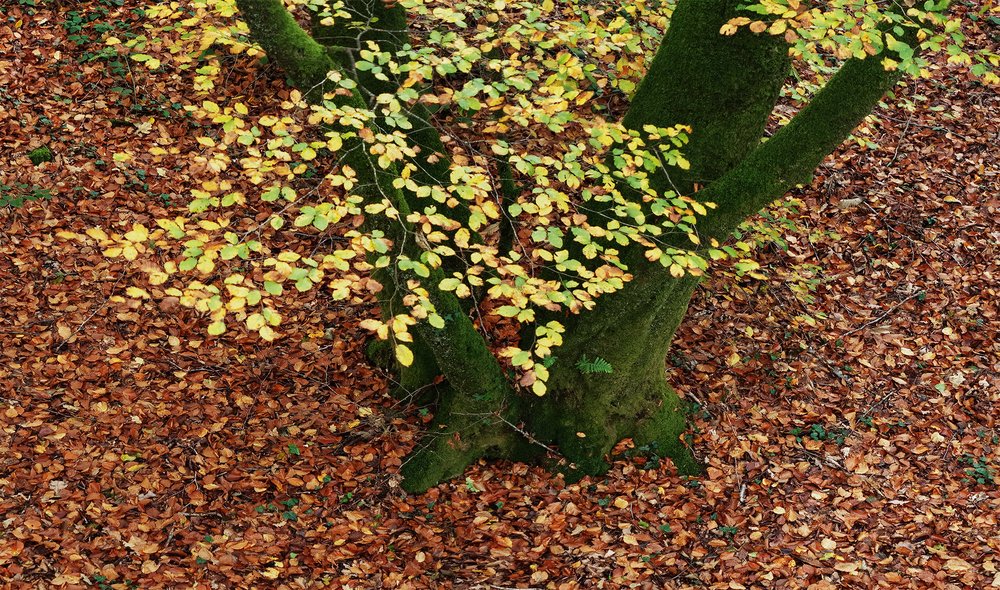 Forêt 8 - Hauteur d'Automne