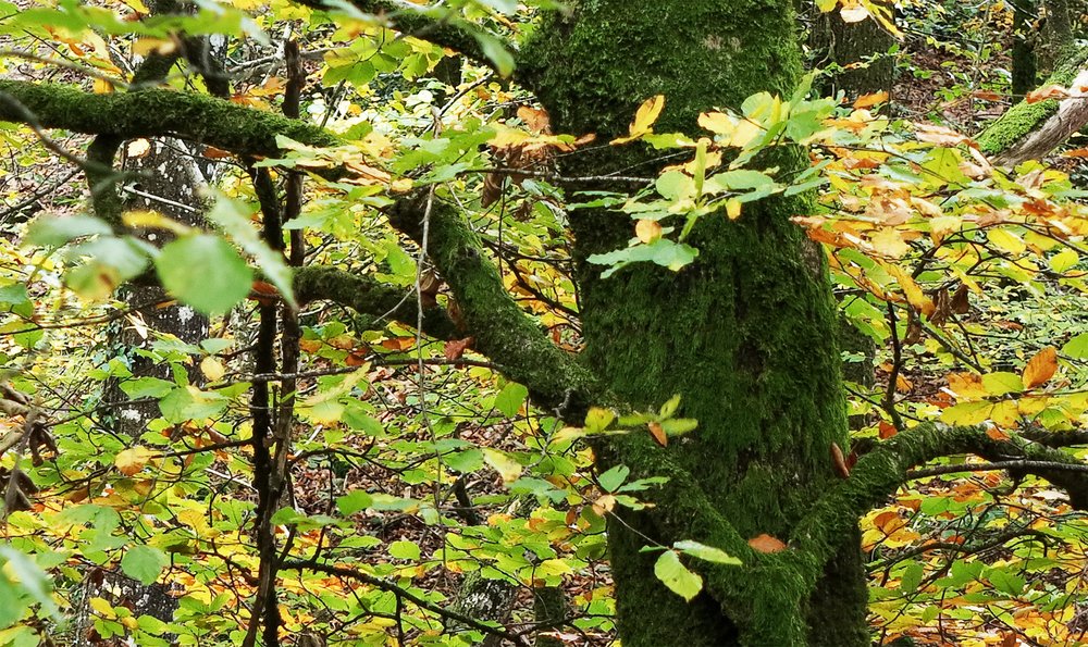 Forêt 8 - Hauteur d'Automne