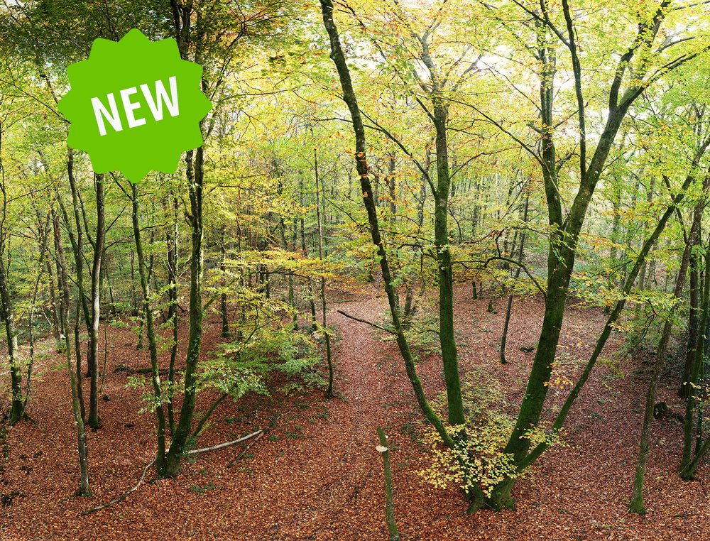 Forêt 8 - Hauteur d'Automne