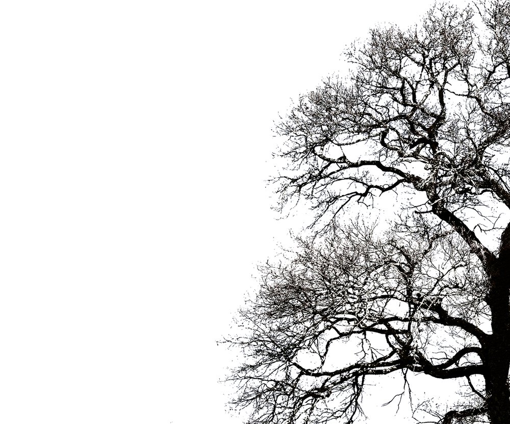 arbre noir sur blanc