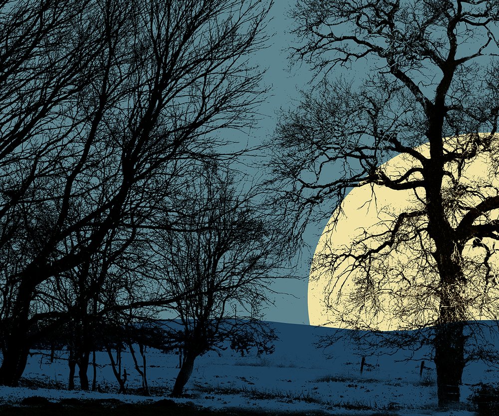 arbres et lever de lune