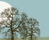arbres en hiver jour