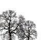 arbres noir sur blanc