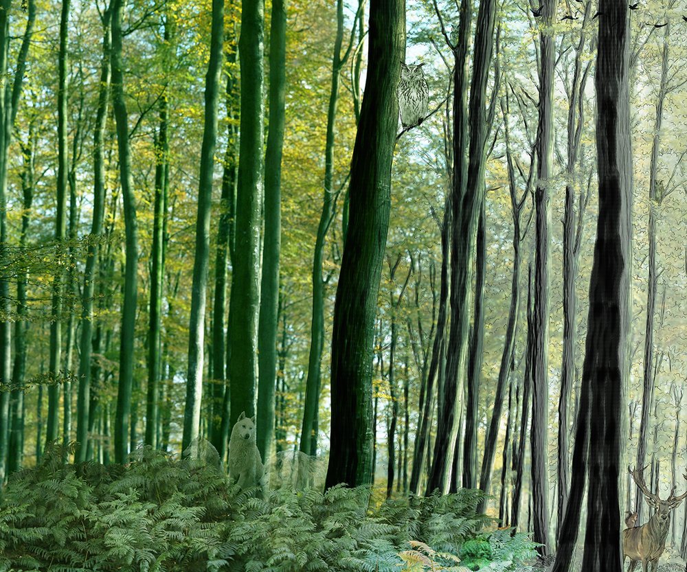 forêt wild 1