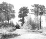 gravure forêt