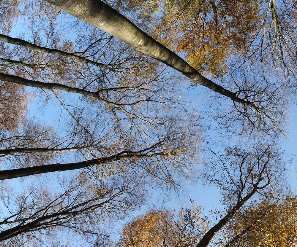 forêt 1 ronde couleurs