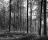 forêt 4 noir & blanc