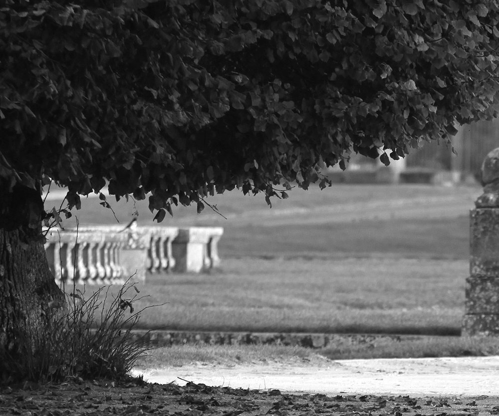 fontainebleau 1 noir & blanc