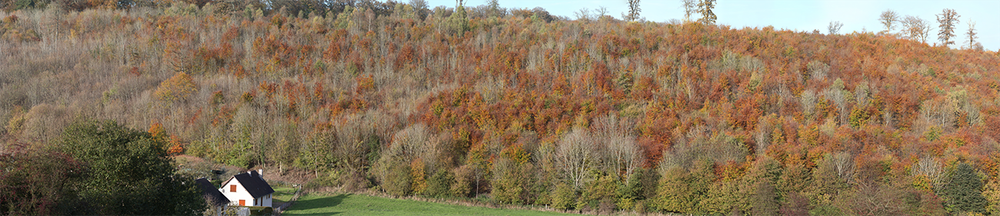 forêt panoramique 1