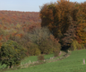 forêt panoramique 2