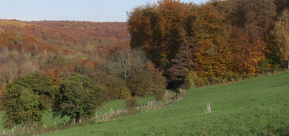 forêt panoramique 2