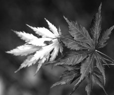 feuille 11