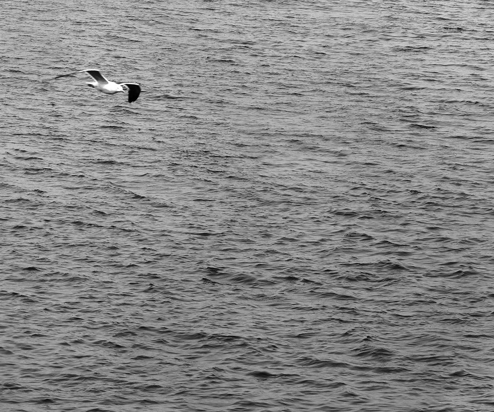 vagues et mouette